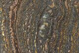 Polished Tiger Iron Stromatolite Slab - Billion Years #222031-1